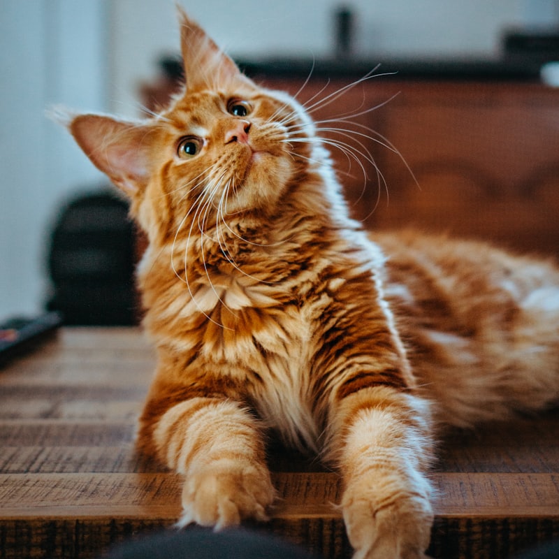Rote Langhaarkatze schaut aufmerksam zur Seite