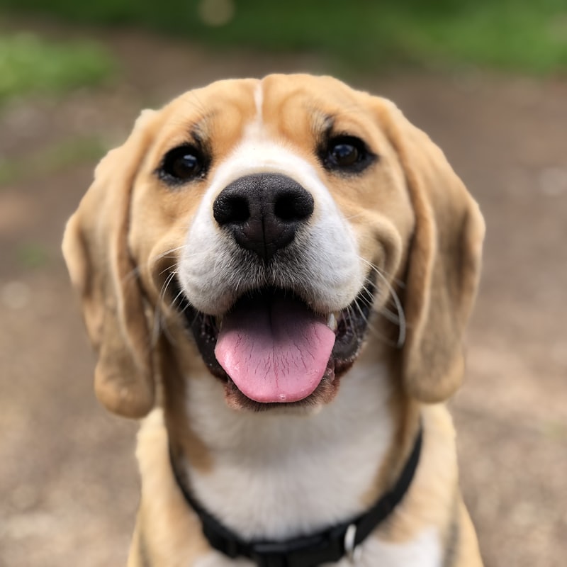 Freundlich lachender Beagle im Freien