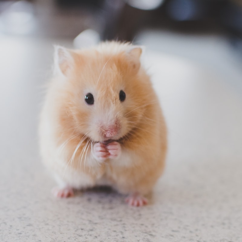Kleiner heller Hamster sitzt aufrecht