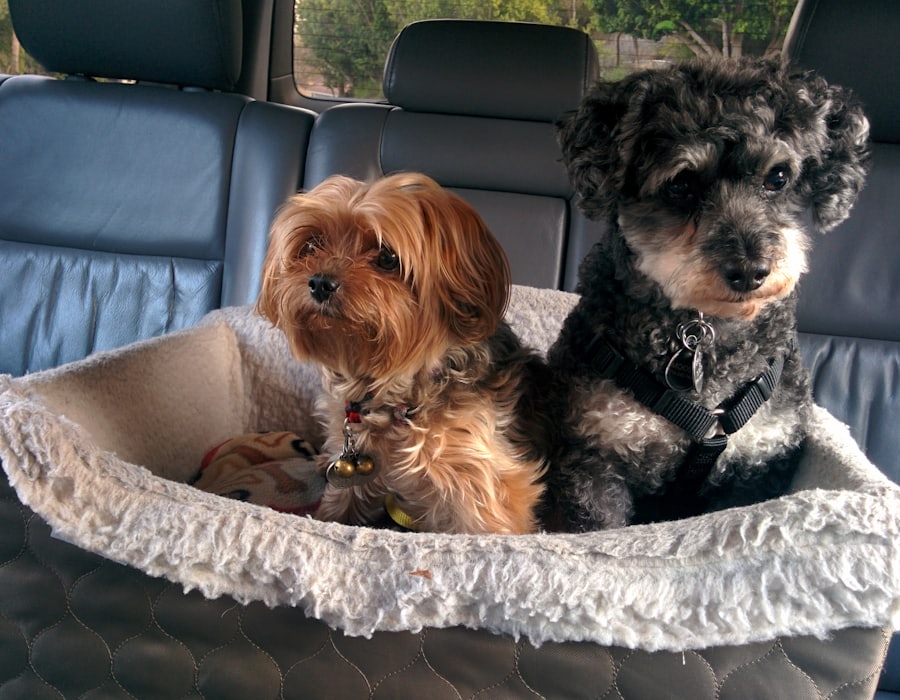 Zwei kleine Hunde liegen gemeinsam in einem weichen Bett im Auto