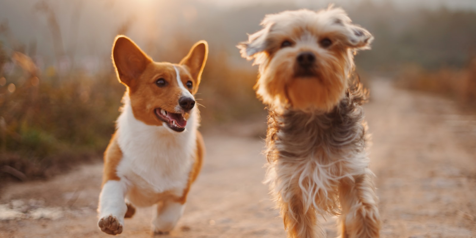 Zwei fröhliche Hunde laufen im goldenen Abendlicht