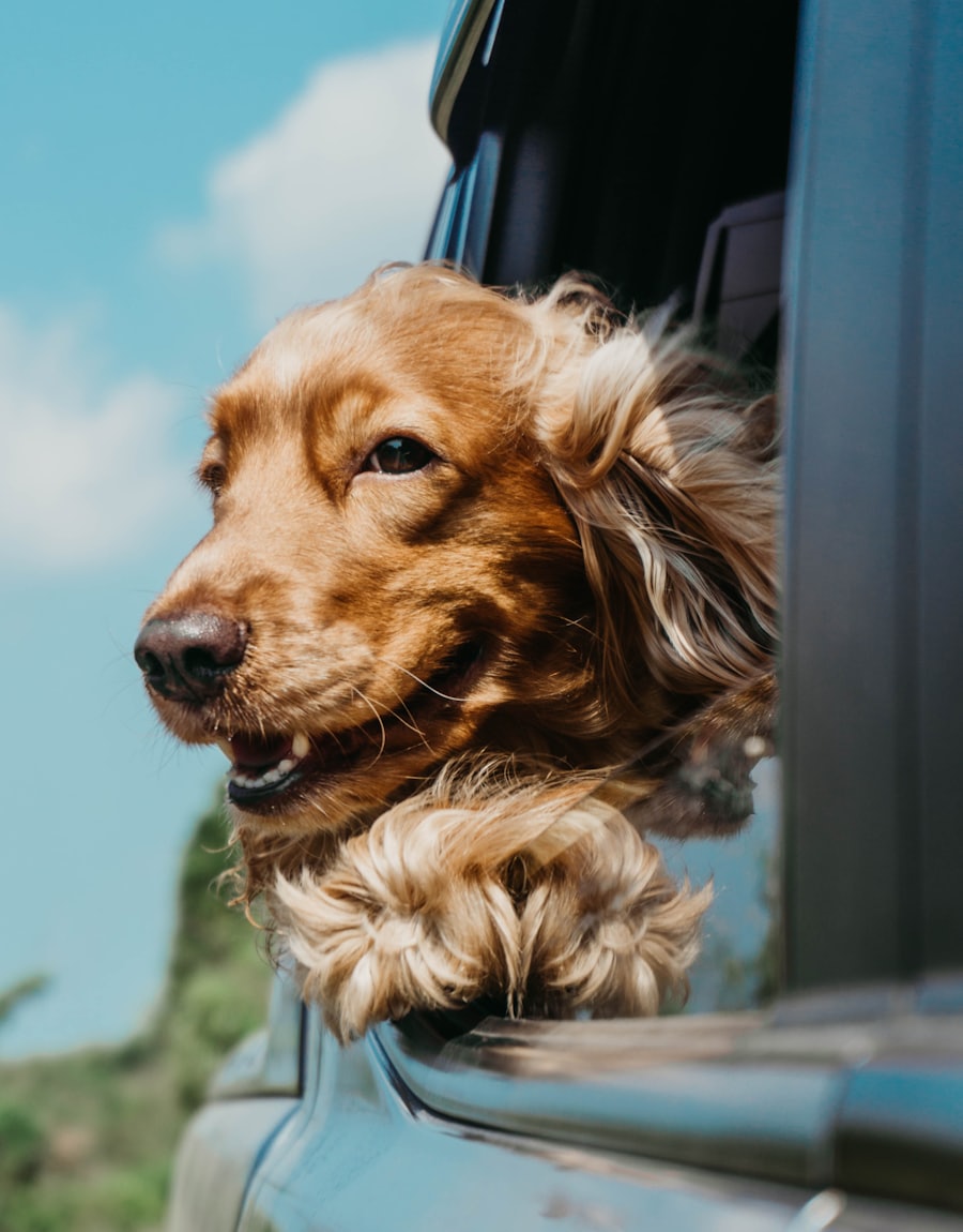 Hund schaut entspannt mit wehenden Ohren aus dem offenen Autofenster
