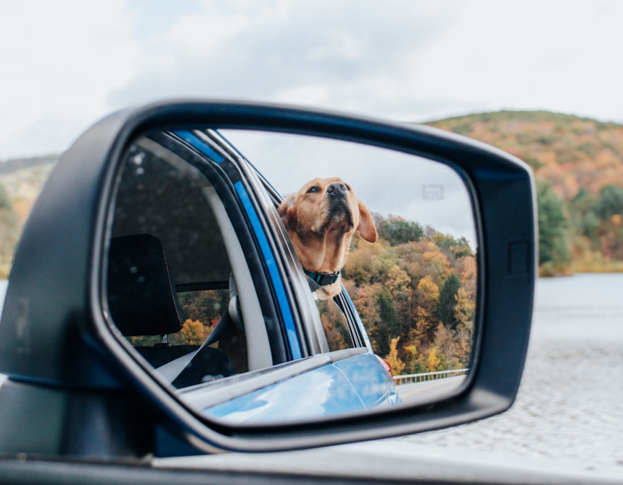 Blick in den Seitenspiegel eines Autos: ein Hund schaut aus dem Fenster