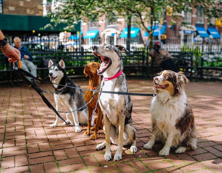 Mehrere Hunde sitzen geduldig an der Leine