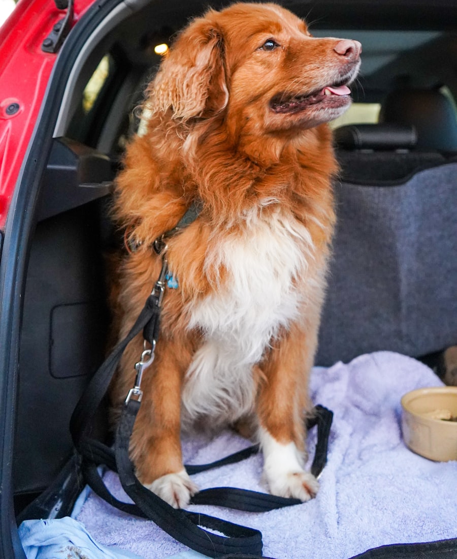 Hund sitzt angeschnallt und gesichert im Kofferraum eines Autos