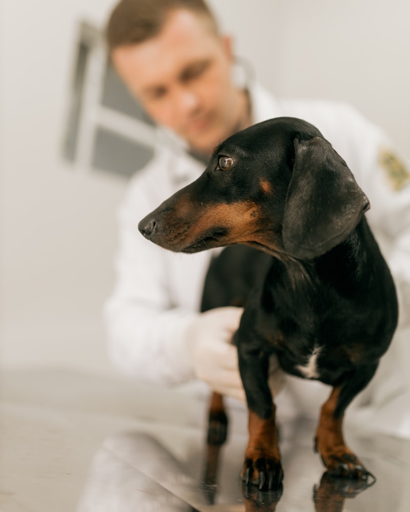Tierarzt untersucht einen ruhigen Dackel